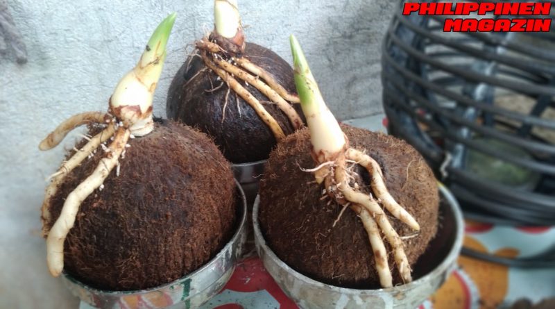 PHILIPPINEN MAGAZIN - FOTO DES TAGES - Treibende Kokosnüsse kleinhalten