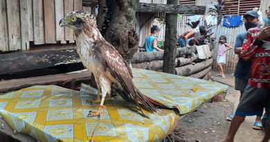PHILIPPINEN MAGAZIN - NACHRICHTEN - Verletzter Schlangenadler gerettet