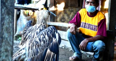 PHILIPPINEN MAGAZIN - NACHRICHTEN - Philippinen Adler in Sarangai gerettet