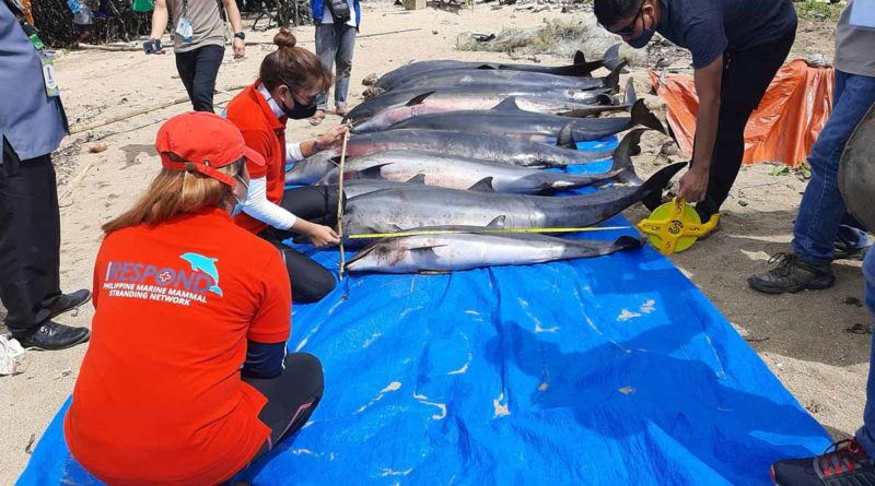 PHILIPPINEN MAGAZIN - NACHRICHTEN - Illegales Dynamit-Fischen tötete Delfine in Camarines Sur