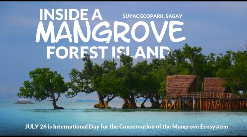 PHILIPPINEN MAGAZIN - VIDEOSAMMLUNG - Entdecke eine Mangrovenwald-Insel