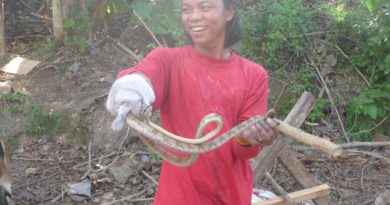PHILIPPINEN MAGAZIN - DER PHILIPPINISCHE EXPAT KLUB - Gruppe Flora & Fauna - Schlangen am Haus