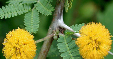 DER PHILIPPINISCHE EXPAT KLUB - GRUPPE - FLORA & FAUNA - Wilde Pflanzen der Philippinen, die eßbar sind
