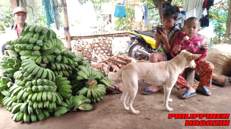 PHILIPPINEN MAGAZIN - FOTO DES TAGES - Auf dem Land - Bananenernte