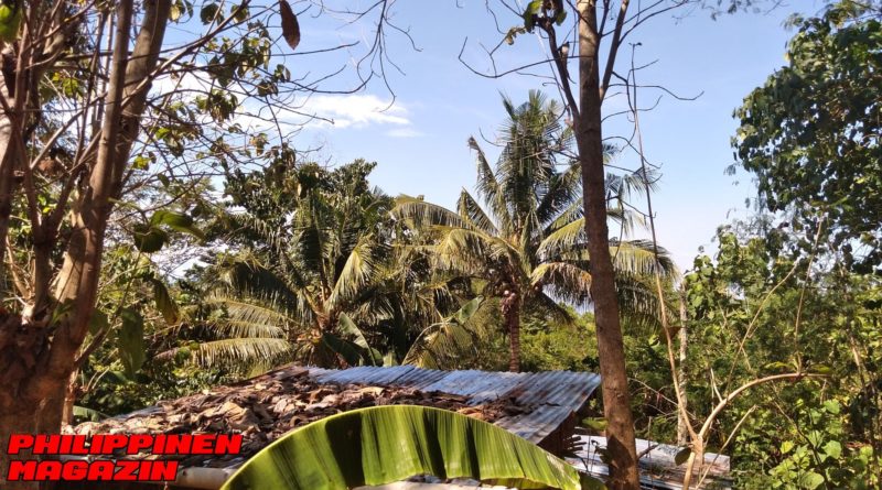 PHILIPPINEN MAGAZIN - FOTO DES TAGES - Kokospalmen im Garten Foto von Sir Dieter Sokoll für PHILIPPINEN MAGAZIN