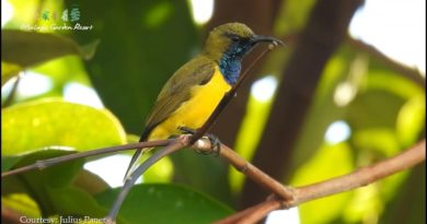 PHILIPPINEN MAGAZIN - VIDEOSAMMLUNG - Vogelbeobachtungen in Malagos Garden Davao