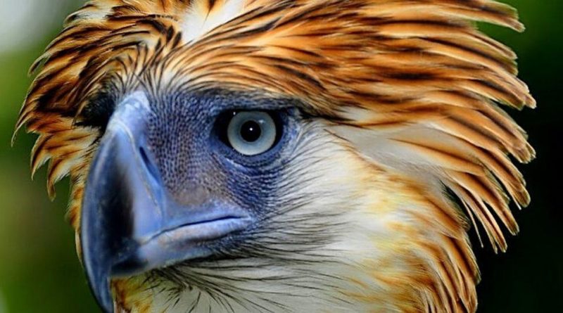 PHILIPPINEN MAGAZIN - BLOG - Philippinischer Nationalvogel – Der philippinische Adler