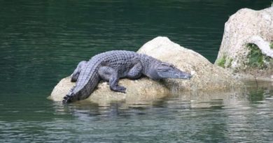 PHILIPPINEN MAGAZIN - MEIN MONTAGSTHEMA - GEFÄHRDETE ARTEN DER PHILIPPINEN - Das Philippinen Krokodil