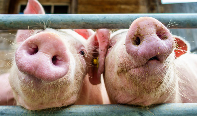 PHILIPPINEN MAGAZIN - NACHRICHTEN - Schweinepest auch wieder in Ormoc