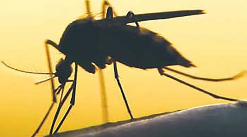 PHILIPPINEN MAGAZIN - NACHRICHTEN - Dengue-Fälle in Bauio um 156 Prozent gestiegen