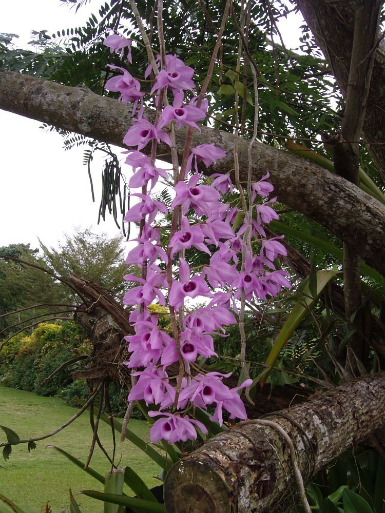 PHILIPPINEN MAGAZIN - TAGESTHEMA: 900 Orchideen-Arten