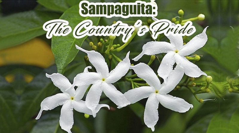 PHILIPPINEN MAGAZIN - TAGESTHEMA: Die Nationalblume Sampaguita