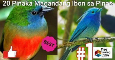 PHILIPPINEN MAGAZIN - VIDEOSAMMLUNG - Die 20 schönsten Vögel auf den Philippinen