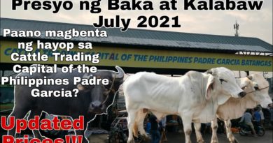 PHILIPPINEN MAGAZIN - VIDEOSAMMLUNG - Auf dem Viehmarkt von Padre Garcia