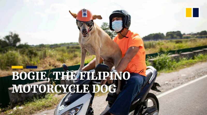 PHILIPPINEN MAGAZIN - VIDEOSAMMLUNG - Bogie, der motorradfahrende Hunde