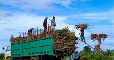 PHILIPPINEN MAGAZIN - NACHRICHTEN - Die Rückkehr der "Sacada" markiert den Beginn der Zuckerrohrernte