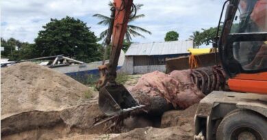 PHILIPPINEN MAGAZIN - NACHRICHTEN - Ein weiterer Pottwal tot am Strand von Boracay gefunden