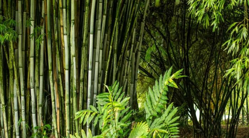 PHILIPPINEN MAGAZIN - BLOG - Bald ein schwarzer Bambustunnel in Tuburan