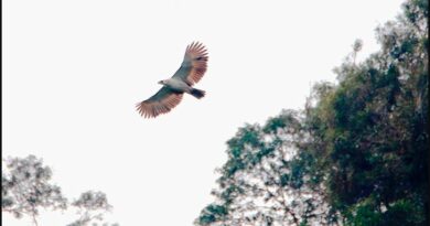PHILIPPINEN MAGAZIN - NACHRICHTEN - Philippinen Adler gerettet