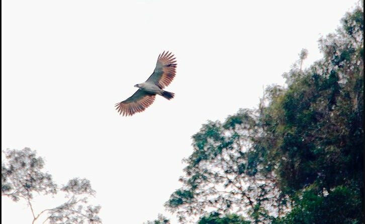 PHILIPPINEN MAGAZIN - NACHRICHTEN - Philippinen Adler gerettet