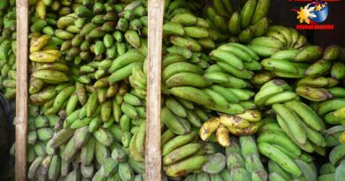 PHILIPPINEN MAGAZIN - BLOG - Alles Banane? Ja, aber Cavendish! Foto von Sir Dieter Sokoll