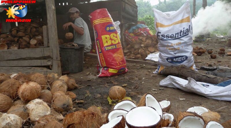 PHILIPPINEN MAGAZIN - BLOG - Kokosnüsse trocknen Foto von Sir Dieter Sokoll