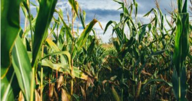 PHILIPPINEN MAGAZIN - NACHRICHTEN - Maisindustrie soll die Rettung für die Landwirtschaft sein