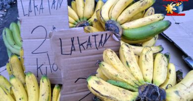 PHILIPPINEN MAGAZIN - FOTO DES TAGES - In den Philippinen hat man die Möglichkeit zwischen einigen Bananensorten seine Lieblingssorte auszusuchen. Da gibt es zum Glück nicht nur in Plastik geschrumpfte Bananen zu kaufen. Die gibt es zumindest auf den Märkten nicht nur frisch, sondern auch ganz ohne Plastik und das nicht nur Bananen. Hier werden Lakatan Bananen angeboten, eine sehr bekannte Bananensorte in den Philippinen. Auf meiner Webseite PHILIPPINEN REISEN habe ich einen Leitfaden zu philippinischen Früchten zusammengestellt – hier —>> Leitfaden zu 23 philippinischen Früchten Foto von Sir Dieter Sokoll