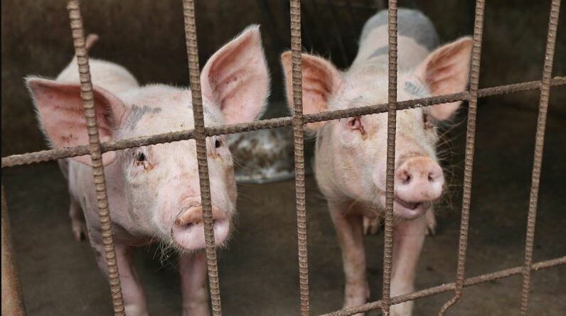 PHILIPPINEN MAGAZIN - NACHRICHTEN - Schweinegrippe-Virus in Gensan nachgewiesen