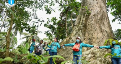PHILIPPINEN MAGAZIN - TAGESTHEMA - 100 Jahre alter Bay-an Baum in Negros Occidental