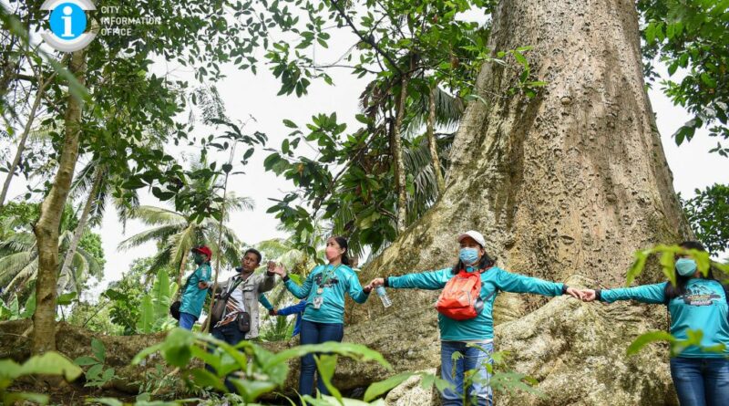 PHILIPPINEN MAGAZIN - TAGESTHEMA - 100 Jahre alter Bay-an Baum in Negros Occidental