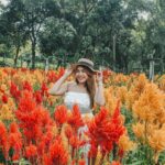 Celossian Flower Farm in Rizal