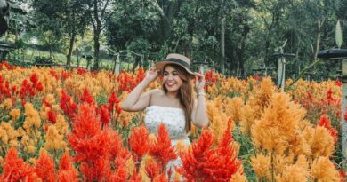 PHILIPPINEN MAGAZIN - TAGESTHEMA - SAMSTAGSTHEMA - BLUMENGÄRTEN: Celossian Flower Farm in Rizal