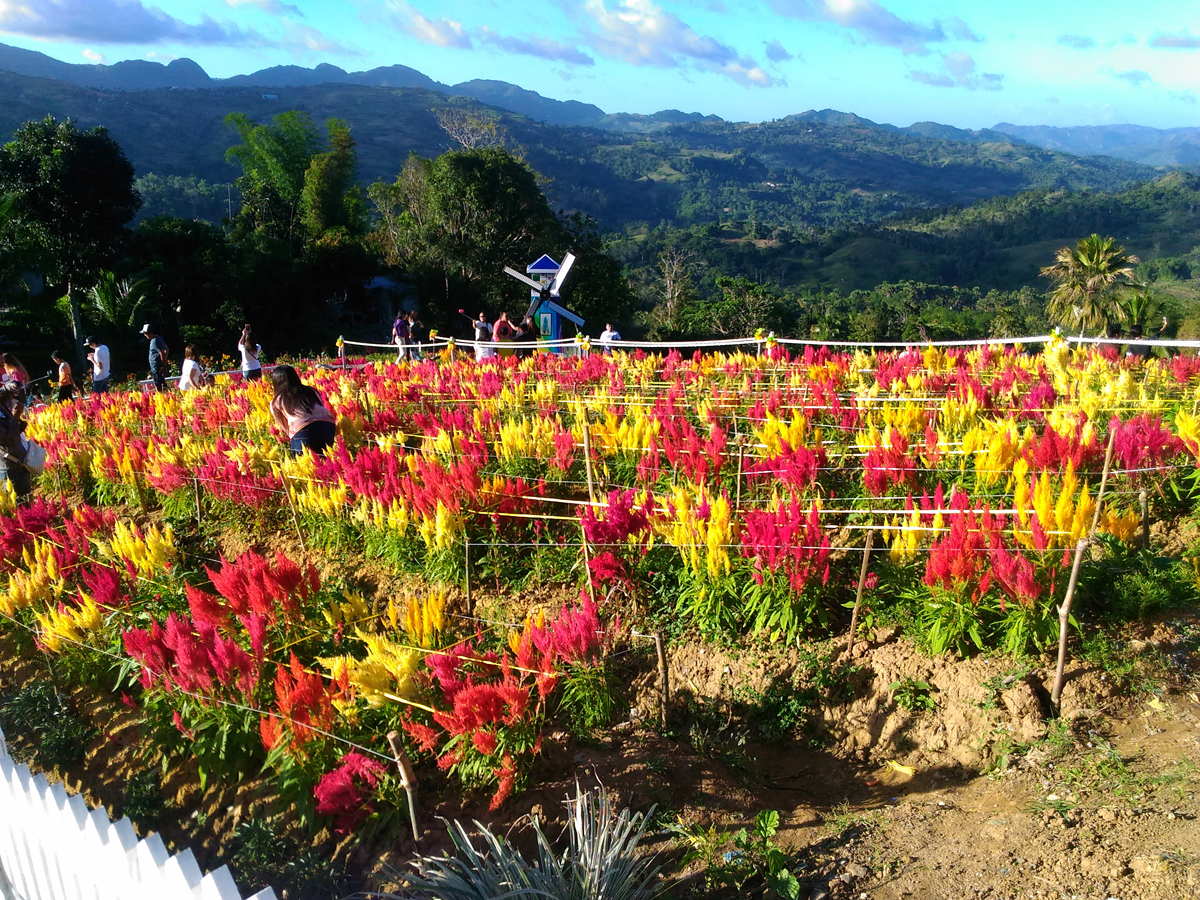 PHILIPPINEN MAGAZIN - TAGESTHEMA - SAMSTAGSTHEMA - BLUMENGÄRTEN: Celossian Flower Farm in Rizal
