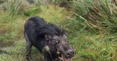 PHILIPPINEN MAGAZIN - NACHRICHTEN - Mt. Apo Park verbietet Schweinefleischprodukte