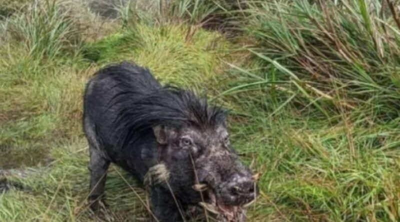 PHILIPPINEN MAGAZIN - NACHRICHTEN - Mt. Apo Park verbietet Schweinefleischprodukte