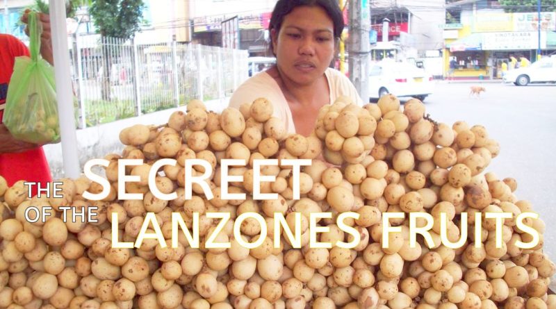 PHILIPPINEN MAGAZIN - VIDEOKANAL - Die Legende vom Geheiminis der Lanzones-Früchte Foto + Video von Sir Dieter Sokoll, KOR
