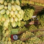 TAGESTHEMA – SONNTAGSTHEMA: REKORDE – Die Carabao Mango ist die süßeste der Welt