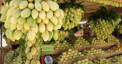 PHILIPPINEN MAGAZIN - TAGESTHEMA - SONNTAGSTHEMA: REKORDE - Die Carabao Mango ist die süßeste der Welt