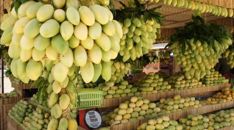 PHILIPPINEN MAGAZIN - TAGESTHEMA - SONNTAGSTHEMA: REKORDE - Die Carabao Mango ist die süßeste der Welt