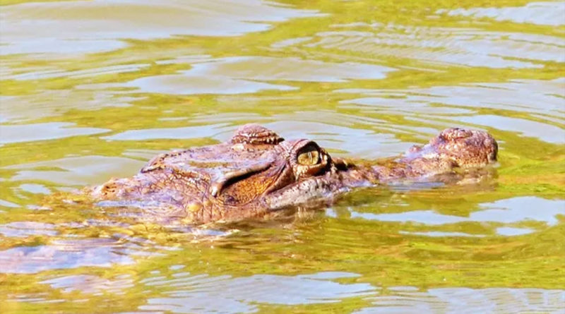 PHILIPPINEN MAGAZIN - NACHRICHTEN - UMWELT - Krokodil im Guiguinto-Fluss gefangen