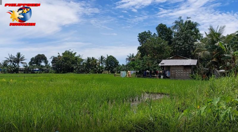 PHILIPPINEN MAGAZIN - BILDER DES TAGES - VORSCHAU: In den Menschen an den Reisfeldern, in der Reismühle und auf der Marktstraße von VILLANUEVA