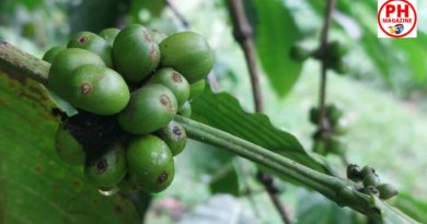 MEINE FOTOSERIE: Kaffee und Dschungel am Cuernos de Negros