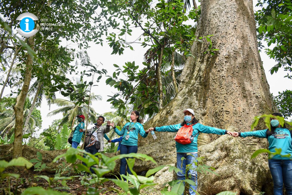 IDEEN FÜR AUSFLÜGE: 100 Jahre alter Bayang Baum in Negros Occidental