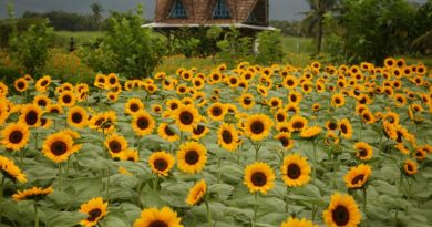 IDEEN für AUSFLÜGE in VisMin: Sonnenblumenhimmel auf der Reef's Farm in Negros Oriental