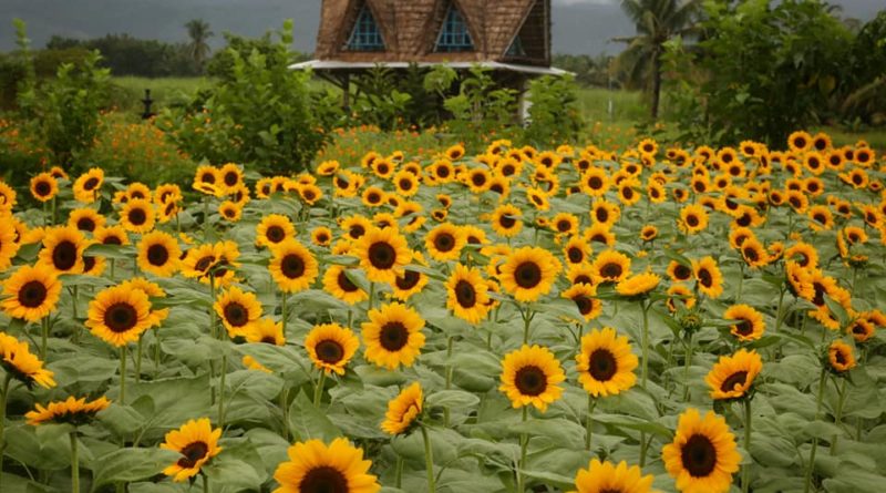 IDEEN für AUSFLÜGE in VisMin: Sonnenblumenhimmel auf der Reef's Farm in Negros Oriental