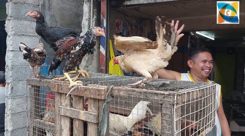 PHILIPPINEN MAGAZIN - Markt für lebendes Geflügel