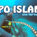 APO ISLAND | Dive Trip in Dauin