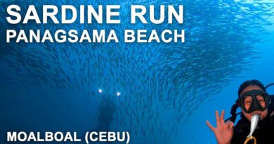 PHILIPPINEN MAGAZIN - MONTAGSTHEMA - REISEZIELE in den VISAYAS - Sardine Run Moalboal Cebu