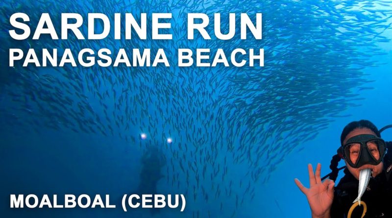 PHILIPPINEN MAGAZIN - MONTAGSTHEMA - REISEZIELE in den VISAYAS - Sardine Run Moalboal Cebu